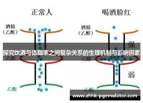 探究饮酒与体脂率之间复杂关系的生理机制与影响因素